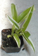 Chlorophytum comosum