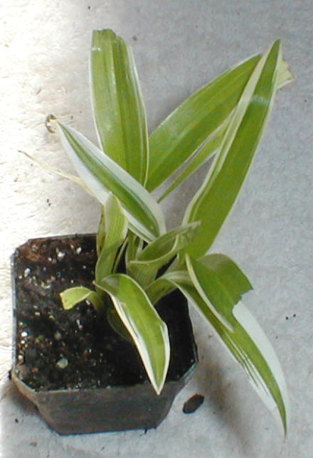 Chlorophytum comosum