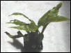 Colysis wrightii