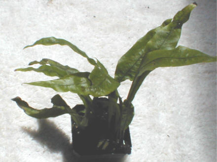 Colysis wrightii