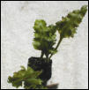 Colysis wrightii monstifera