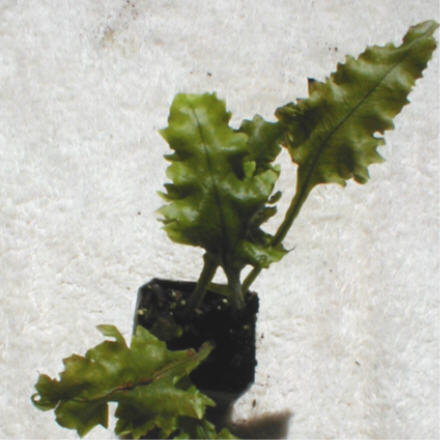 Colysis wrightii monstifera