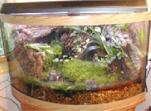 Corner Bow with CocoTek