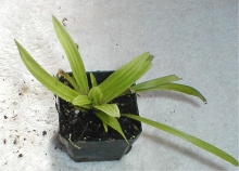 Cyperus fertilis