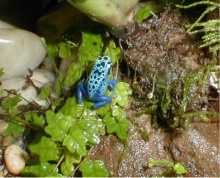 D. azureus froglet