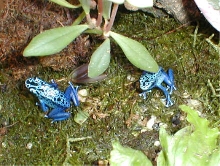 Dendrobates azureus sexed pair