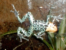 D. fantasticus froglet