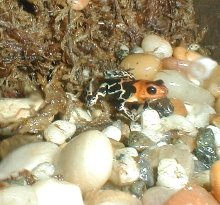 D. fantasticus3