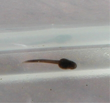 D. galactonotus orange tad