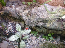 D. reticulatus on Fittonia