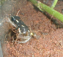 D. castaneoticus