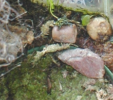 D. imitator fight