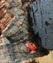 D. pumilio bastimentos