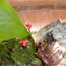 D. pumilio bastimentos 2