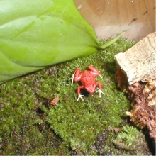 D. pumilio bastimentos 3
