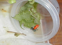 D. reticulatus baby