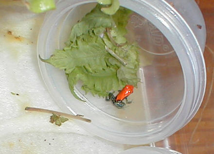 D. reticulatus baby