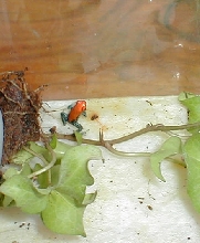 D. reticulatus2