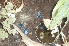 D. auratus blue
