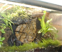 Water fall over cork bark
