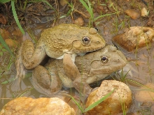 Hoplobatrachus occipitalis in Ghana