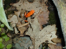 D. galactonotus on oak leaf.