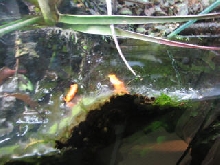 Galacts on rapids