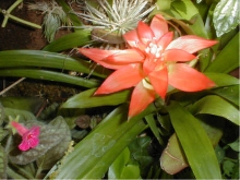 Guzmania lingulata 3