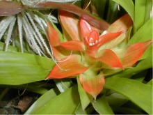 Guzmania lingulata hybr