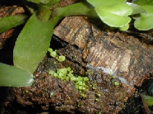 Heart fern fernlets