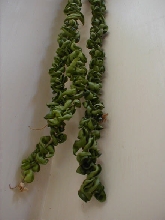 Hoya (carnosa-crestated)