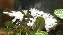Clavulina cristata