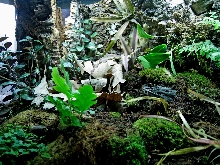 180 g. paludarium left land portion
