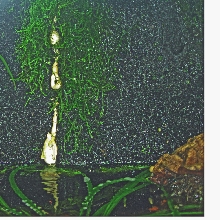 180 g. paludarium drip wall
