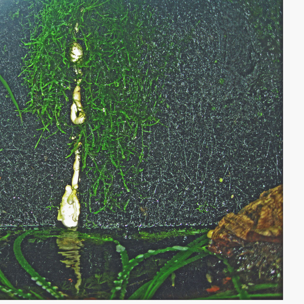 180 g. paludarium drip wall