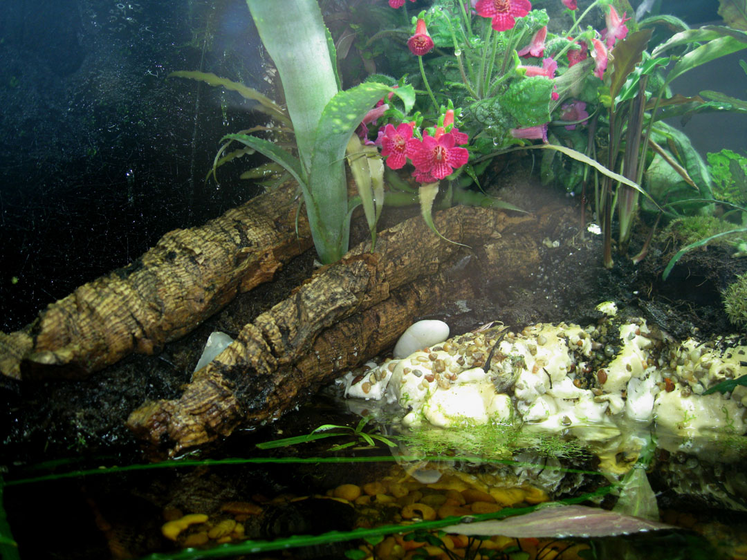 180 gallon paludarium looking to right