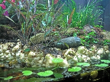 180 g. right hand land area