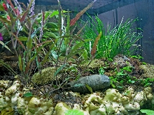 180 paludarium right side above waterline
