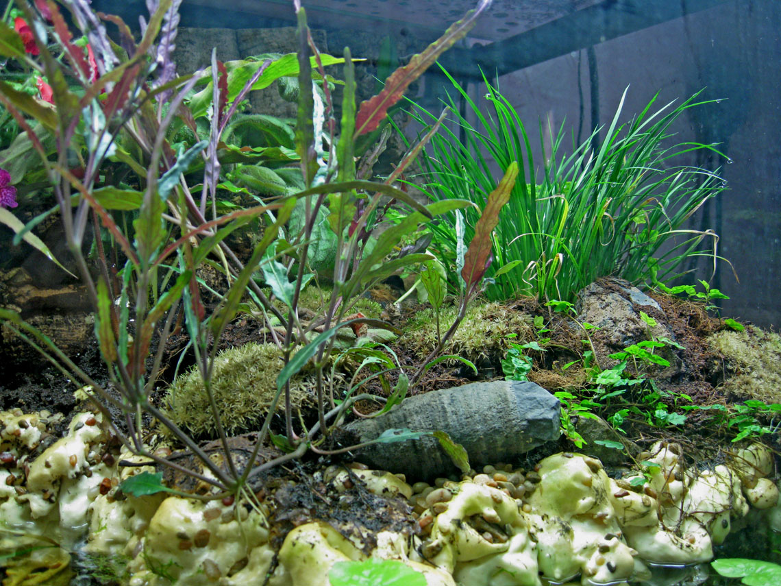 180 paludarium right side above waterline