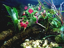 180 g. paludarium Kohleria "Flirt" in bloom.