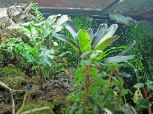 180 paludarium mid left to center