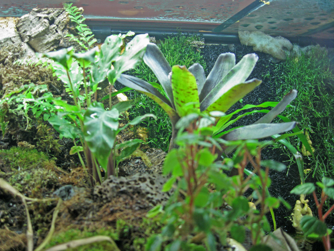 180 paludarium mid left to center
