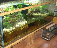 180 gal. paludarium full view from left