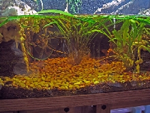 180 g. paludarium central aquarium