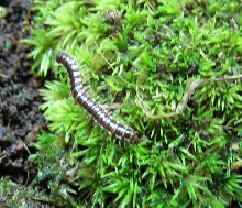 Millipede on moss
