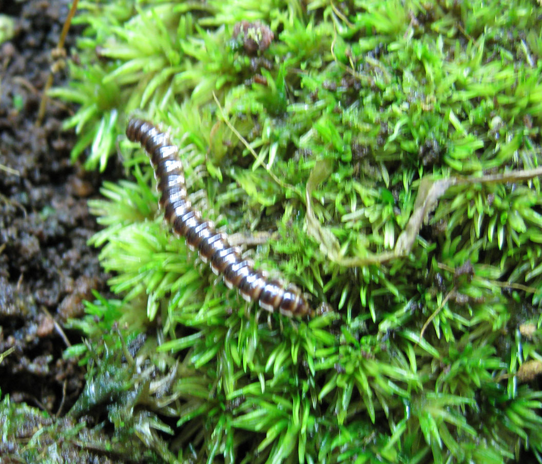 Millipede on moss