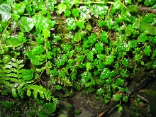 Ficus pumila quercifolia background