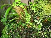 Growth on Malasian drift wood