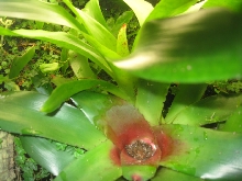 Neoregelia with pup and old flower center