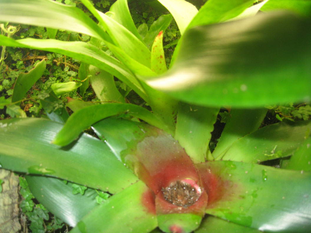 Neoregelia with pup and old flower center
